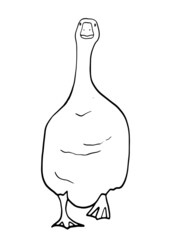Hand drawn goose isolated. Engraved style vector illustration. Template for your design works.