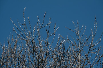 Blooming willow tree in nature, catkin or pussy willow. Spring bloom in nature, first sign of spring