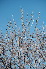 Blooming willow tree in nature, catkin or pussy willow. Spring bloom in nature, first sign of spring