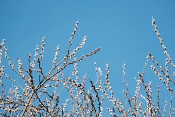 Blooming willow tree in nature, catkin or pussy willow. Spring bloom in nature, first sign of spring