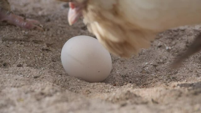 Chicken egg/Oeuf de poule