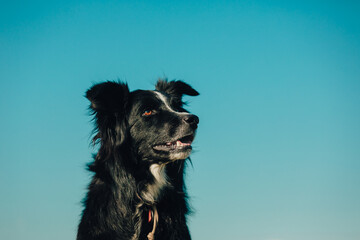 Black and white border collie