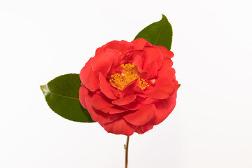 Single flower of the common camellia japonica on a white background