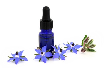 Borage herb with flowers and essential oil bottle used in natural alternative herbal plant medicine...