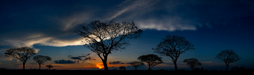 Naklejka na ściany i meble Panorama silhouette tree in africa with sunset.Tree silhouetted against a setting sun.Dark tree on open field dramatic sunrise.Typical african sunset with acacia trees in Masai Mara, Kenya