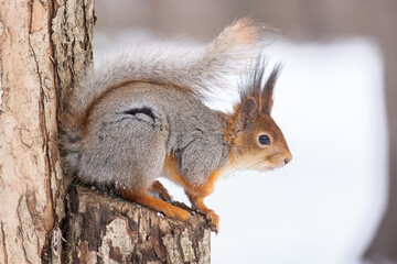Red squirrel sitting on a tree branch in winter forest and nibbling seeds on snow covered trees background.