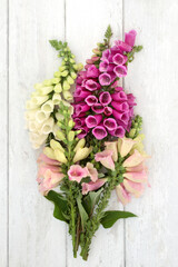 English purple foxglove wildflower bouquet on rustic white background. Digitalis. Used in herbal...