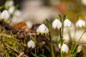 Beautiful snowdrops (Galanthus nivalis) in wild forest