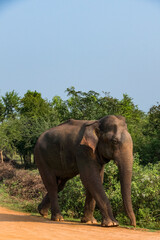 Fototapeta na wymiar Udawalawa, Sri Lanka, Elephants in the Udawalawe National Park Safari park.