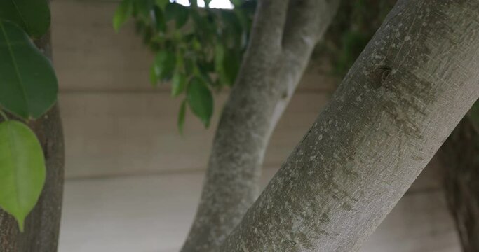 Close-up of treen trunk in a backyard with leaves moving in the wind.