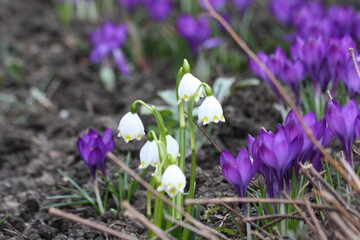 Krokusse