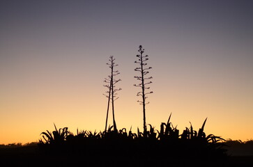 sunset in the field