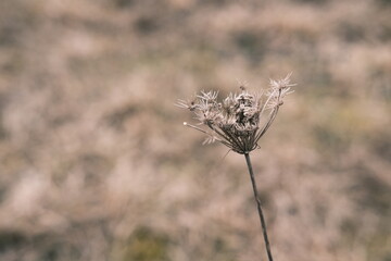 Dry wild carrot in nature, dry plant close up, all brown.