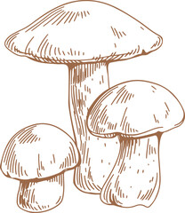 Fototapeta na wymiar Birch Bolete Mushrooms Hand Drawn Illustration