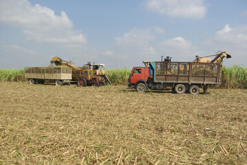 Chambas, Cuba, April 25, 2010. cutting and harvesting sugar cane.