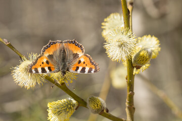 pomarańczowy motyl wiosną na kotkach wierzby © Henryk Guziak