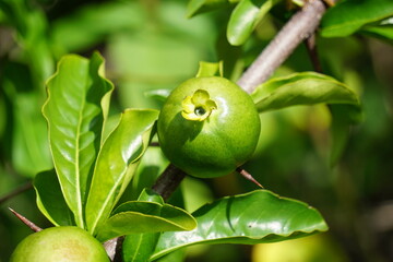 Green punica granatum (Also called delima pomegranate) in the nature