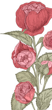 Pion Shaped Roses Hand Drawn Vintage Background Frame