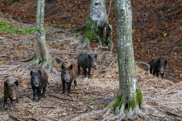 Wild boar in transylvanian forest . Wildlife in natural habitat