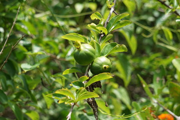 Green punica granatum (Also called delima pomegranate) in the nature