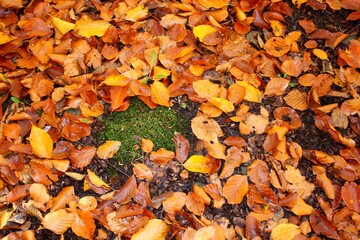 Colorful autumn leaves lying on the forest litter