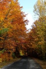 Autumn trees by the road