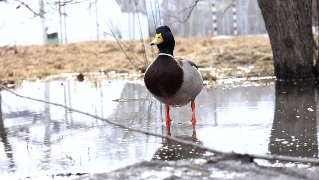 the duck was walking through a puddle and suspected that it was being filmed bird animal