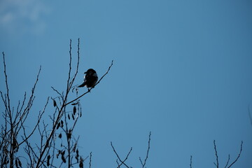 Magpie bird on the tree blue sky in the background.