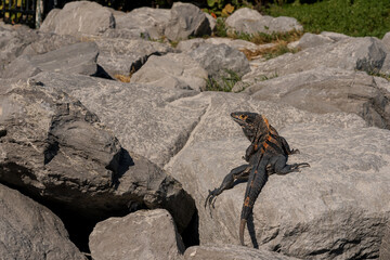 Iguana sunbathing in Miami, Florida, United States