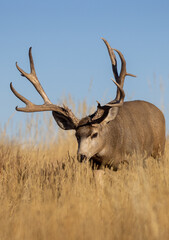 Naklejka na ściany i meble Buck Mule Deer in the Rut in Autumn in Colorado