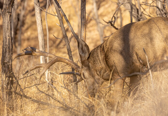 Buck Mule Deer in the Rut in Autumn in Colorado