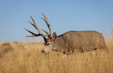 Buck Mule Deer in the Rut in Autumn in Colorado