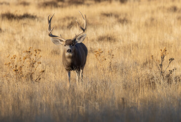 Obraz premium Buck Mule Deer in the Rut in Autumn in Colorado