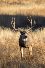 Buck Mule Deer in the Rut in Autumn in Colorado