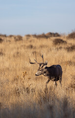 Buck Mule Deer in the Rut in Autumn in Colorado