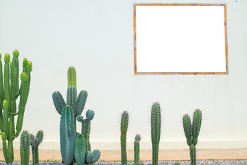 Peruvian torch cactus (Echinopsis peruviana) with wall and wooden frame on white background.