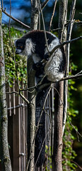 Black-and-white ruffed lemur on the tree. Latin name - Varecia variegata