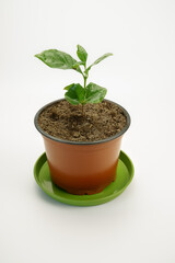 A young seedling of a coffee tree is growing in a plastic pot for houseplants. Market offer sample for gardeners. Isolated object on a white background.