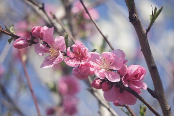 桃の花