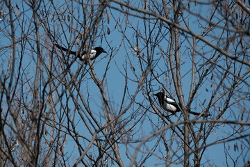 Two magpie bird on the tree, black and white bird in nature,