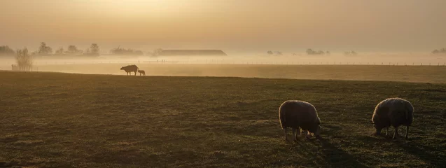 Fototapeten Mist in het voorjaar in het groene hart van Nederland © adrivdb