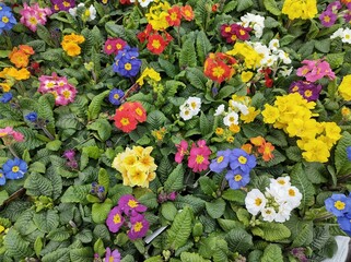 Polyanthus Mixed Colours