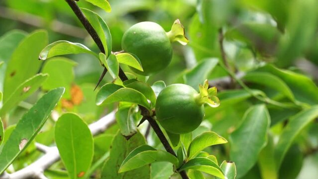 Green punica granatum (Also called delima pomegranate) in the nature