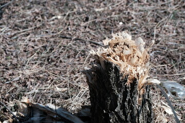 Cut out trees, stolen trees, tree stumps