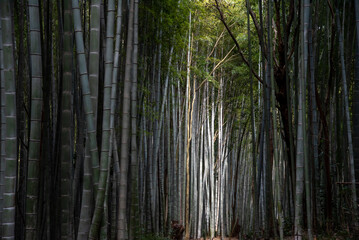 Fototapeta premium 美濃田竹林街道