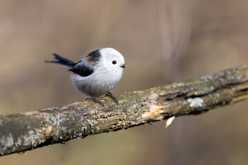 Fototapeta premium Long-tailed Tit-The Long-tailed Tit or Long-tailed Bushtit (Aegithalos caudatus) is a common bird