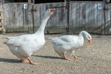 Domestic geese (Anser anser domesticus) in a farmyard.