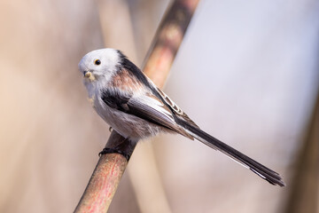 Long-tailed Tit-The Long-tailed Tit or Long-tailed Bushtit (Aegithalos caudatus) is a common bird