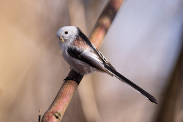 Long-tailed Tit-The Long-tailed Tit or Long-tailed Bushtit (Aegithalos caudatus) is a common bird