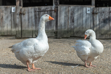 Domestic geese (Anser anser domesticus) in a farmyard.